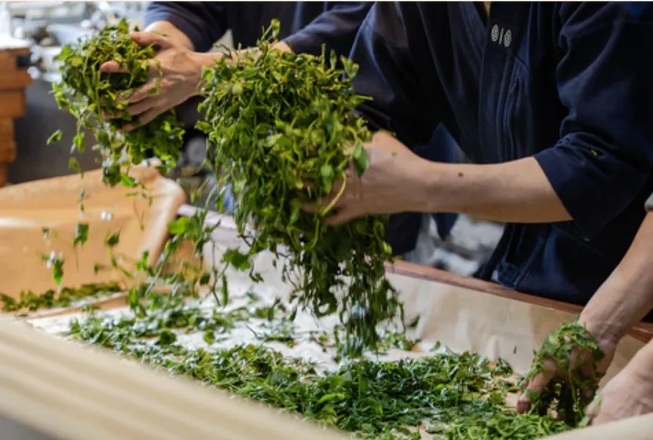 茶葉を選別している様子。作業員が手作業で茶葉をふるいにかけている。