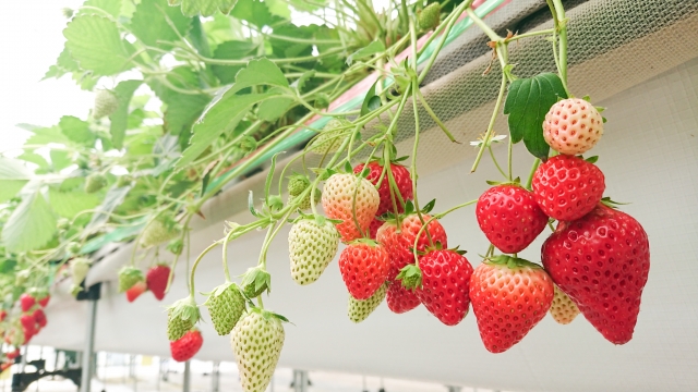 ビニールハウスのイチゴ 収穫前