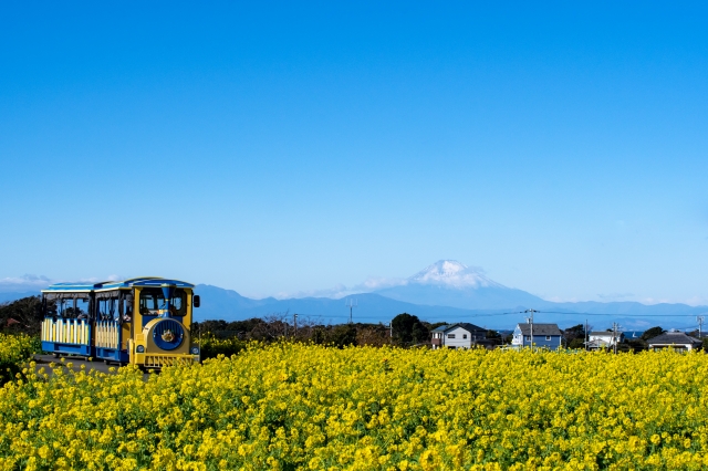 長井海の手公園 ソレイユの丘の菜の花畑 富士山をバックに