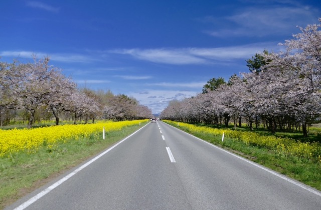 秋田県大潟村の桜・菜の花ロード