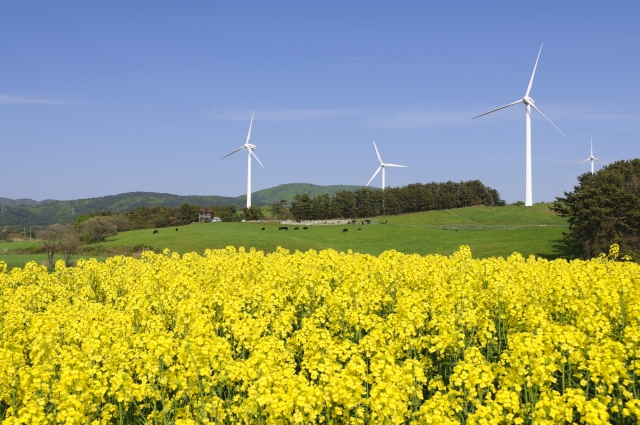 青森県横浜町の菜の花畑