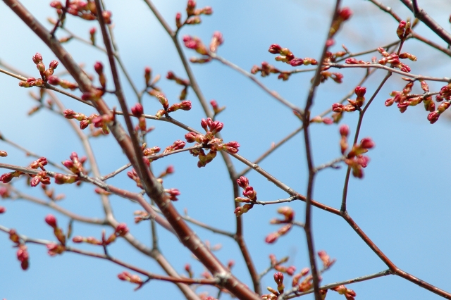 春の桜 蕾