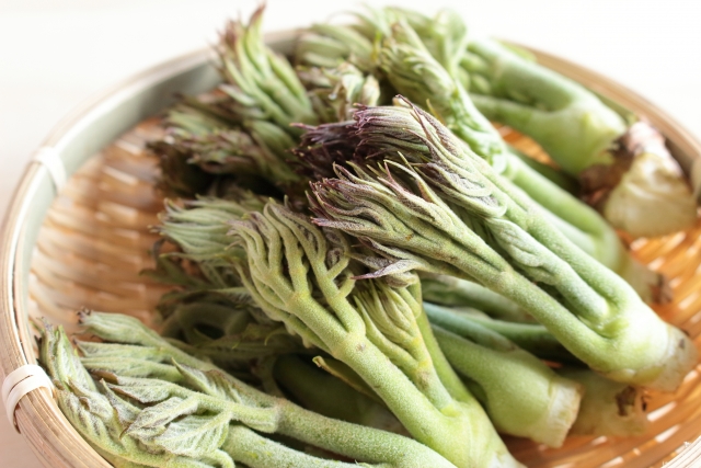タラの芽　ザルの上に複数並ぶ