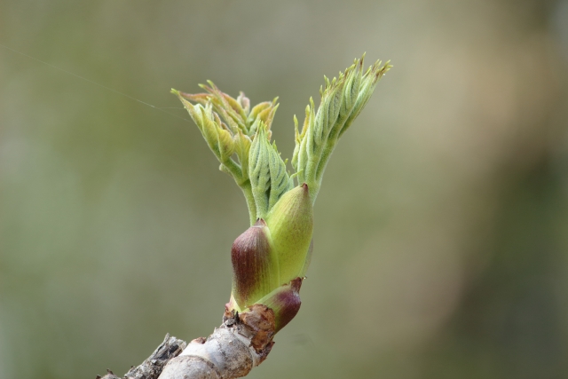 タラの芽 収穫前の成長している様子　木の枝から