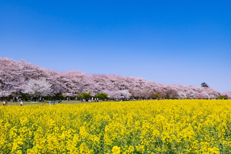 埼玉県幸手市 権現堂の桜と菜の花畑 権現堂桜堤 上に桜 下に菜の花