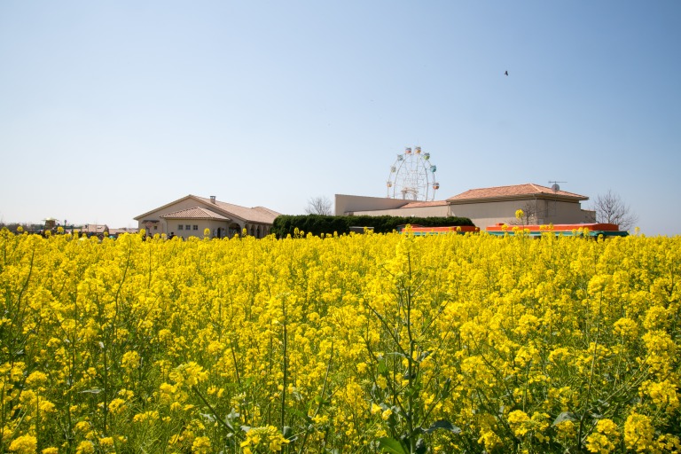 長井海の手公園 ソレイユの丘の菜の花畑