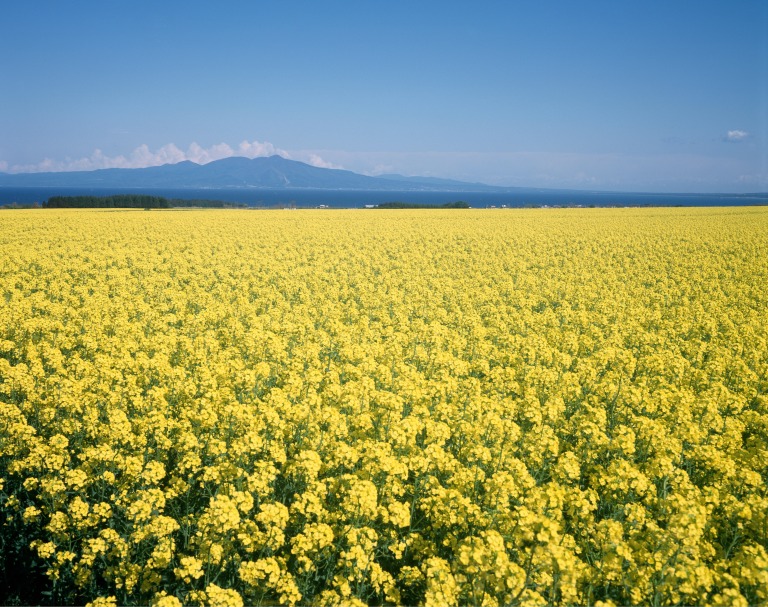 青森県横浜町 菜の花と恐山