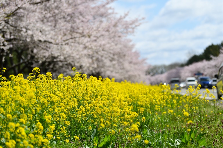 秋田県大潟村の桜・菜の花ロード