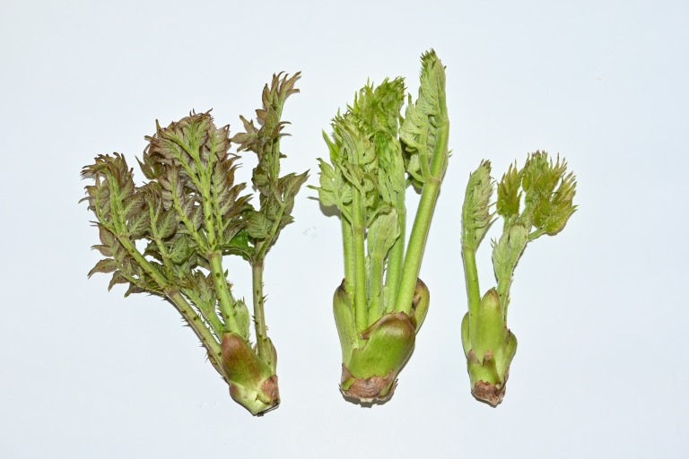 春の山菜 タラの芽 男と女