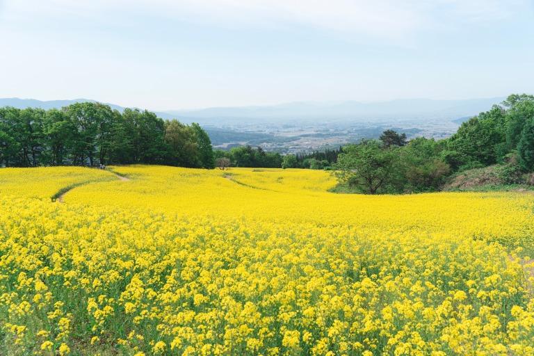 三ノ倉高原の菜の花畑