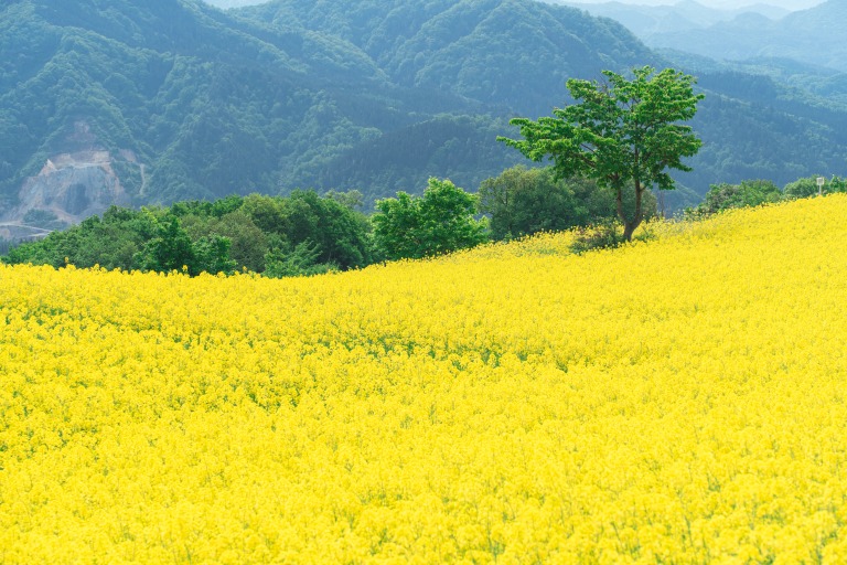 三ノ倉高原の菜の花畑と一本の木