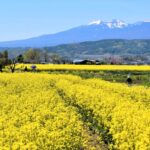 【2026年版】今春行きたい！春を感じる全国の菜の花畑｜見頃・絶景スポットまとめ