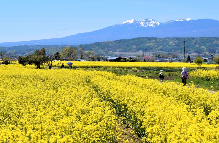 長野県佐久市の瀬戸の菜の花畑