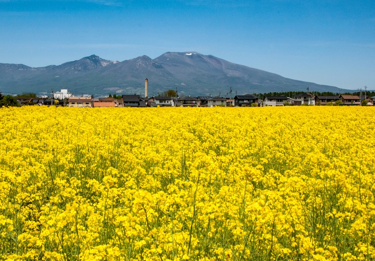 長野県佐久市の瀬戸の菜の花畑と浅間山