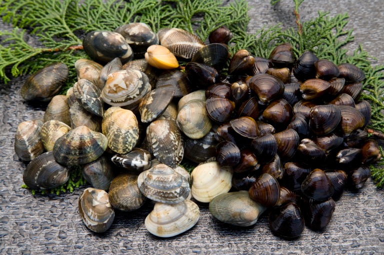 あさりとシジミ