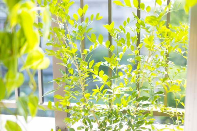 ベランダの植物　イメージ