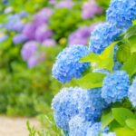 【2026年東京】あじさいの名所!おすすめスポットを見頃と共に紹介|駅近・穴場スポットも