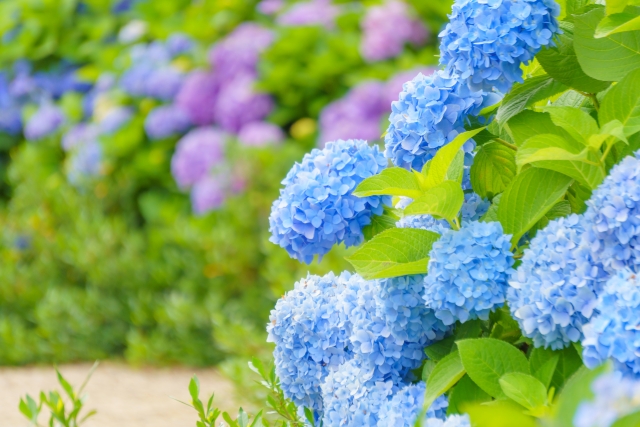 紫陽花の写真