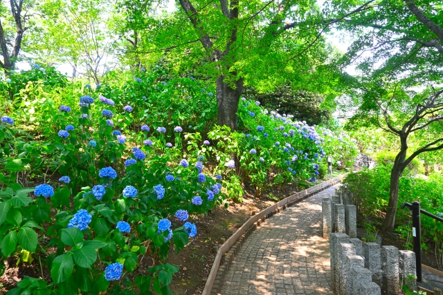 紫陽花が咲く多摩川台公園