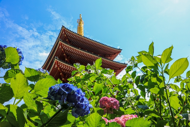高幡不動尊と青空と紫陽花