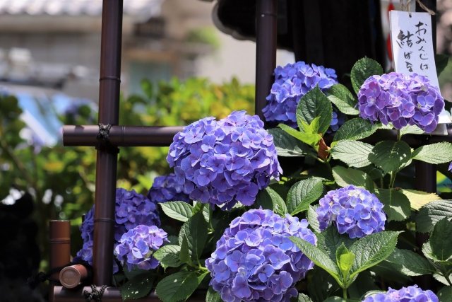 白山神社付近の紫陽花