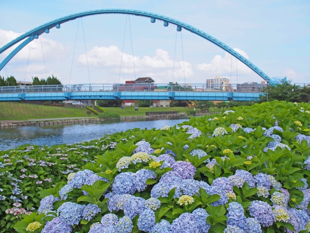 旧中川水辺公園　紫陽花　橋