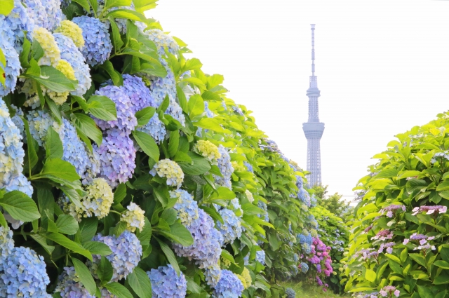 旧中川水辺公園　紫陽花とスカイツリー