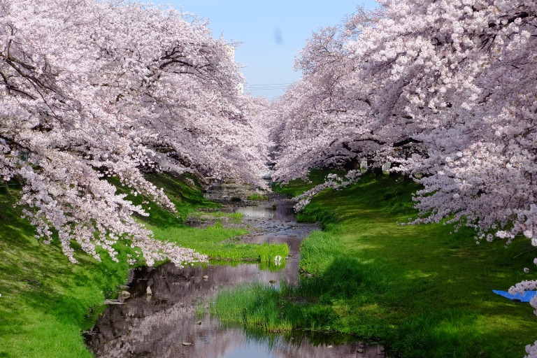 根川緑道　桜景色