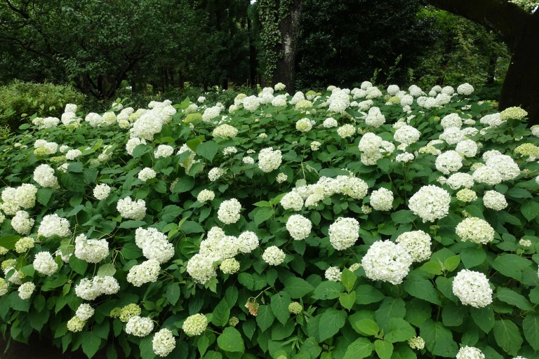 紫陽花が咲き誇る神代植物公園