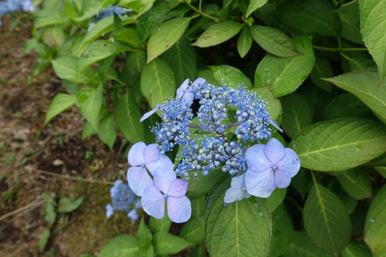 神代植物公園の紫陽花