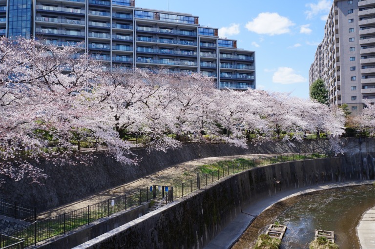 桜並木とマンション群（石神井川） 石神井川緑道