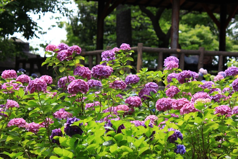 多摩川台公園の紫陽花（あじさい）　　東急東横線・目黒線の多摩川駅前にある多摩川台公園は6月になると、たくさんのアジサイの花に埋め尽くされる 