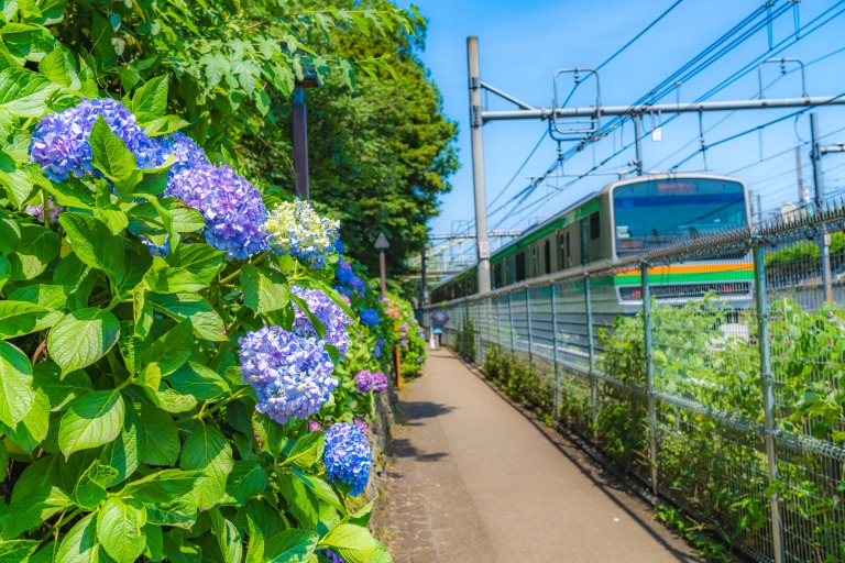 東京の都市風景 紫陽花が咲く飛鳥の小径 初夏の風景