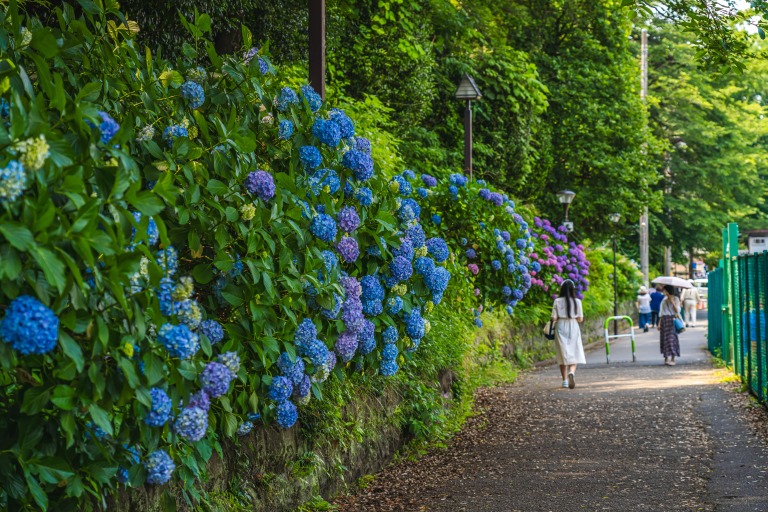 東京の都市風景 紫陽花が咲く飛鳥の小径 初夏の風景
