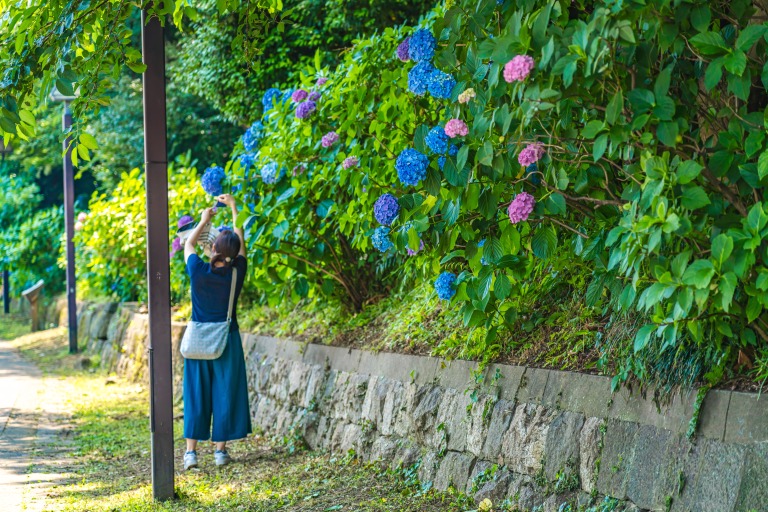 東京の都市風景 紫陽花が咲く飛鳥の小径 初夏の風景 写真を撮る女性