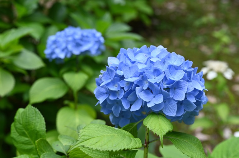 東京の旧古河庭園で咲くアジサイの花