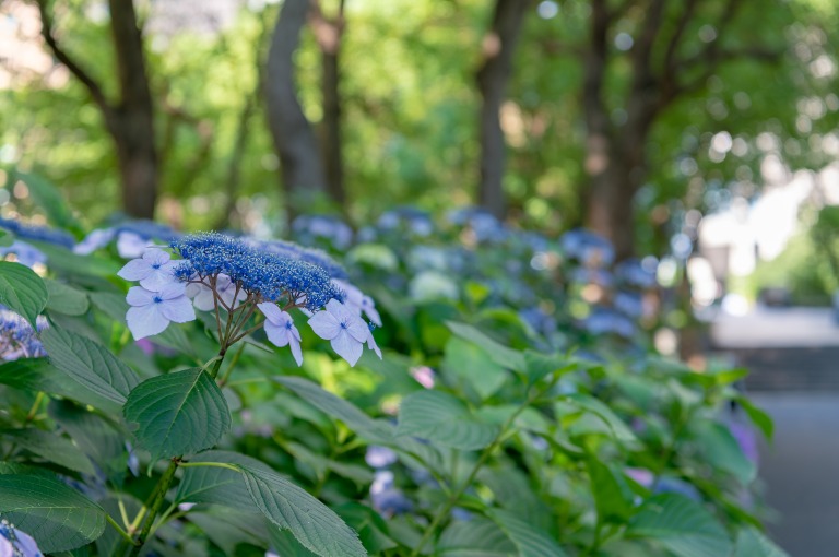 東京都新宿区西新宿の公園に咲くたくさんの紫陽花　　アジサイロード