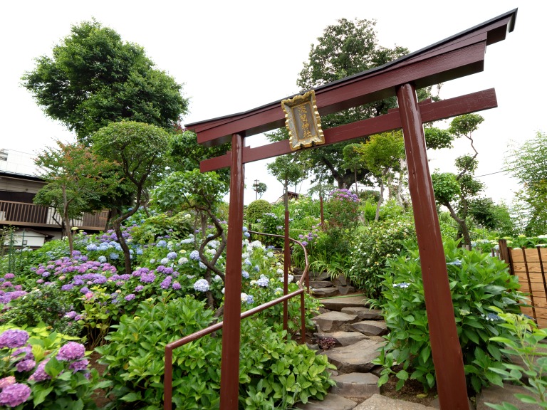 アジサイが満開の白山神社　富士塚
