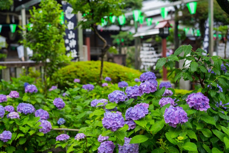 東京　文京区　白山神社の紫陽花 