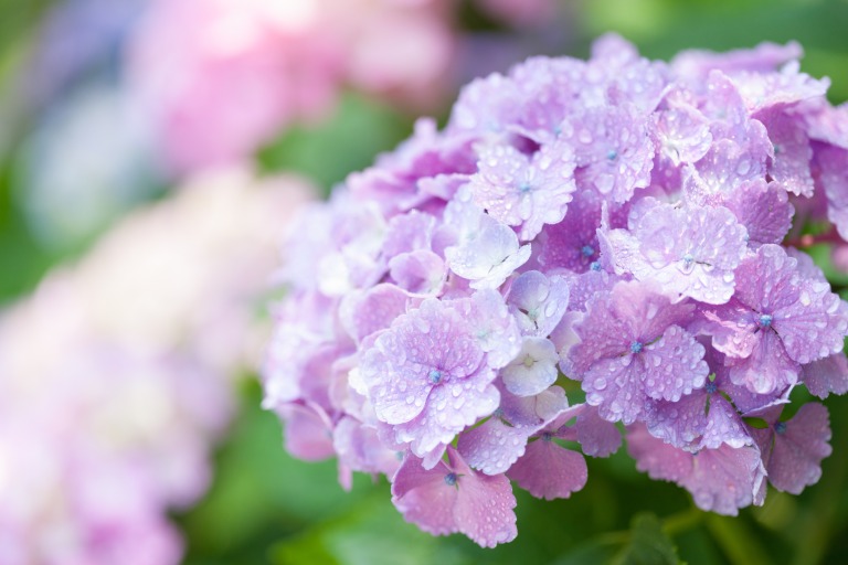 雨に濡れた紫陽花の写真