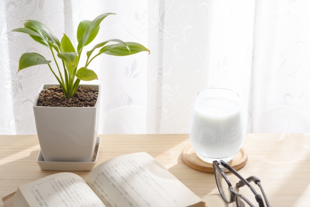 カーテンから光が入り込む窓際　観葉植物と本当眼鏡とドリンク