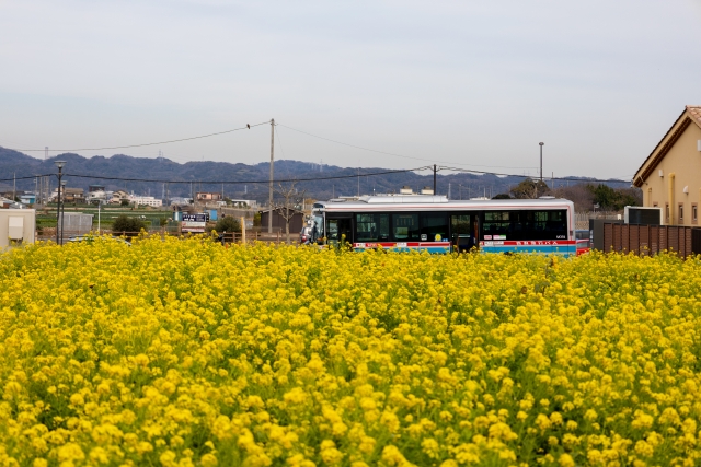みさきまぐろきっぷ　バス移動イメージ　なの花畑とバス