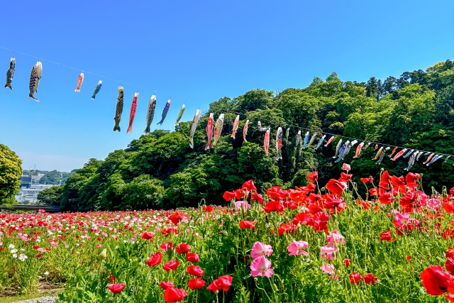 くりはま花の国　春の鯉のぼりとお花の絶景