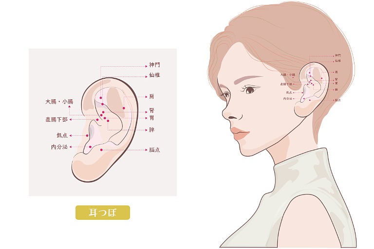 耳ツボの位置解説　イラスト