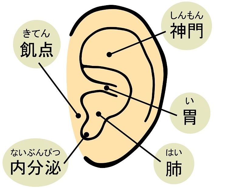 耳ツボの位置解説　イラスト