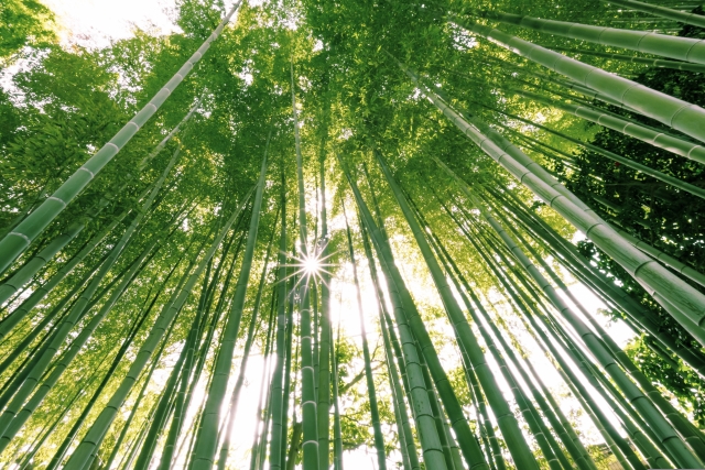 光がさす竹林 見上げる角度