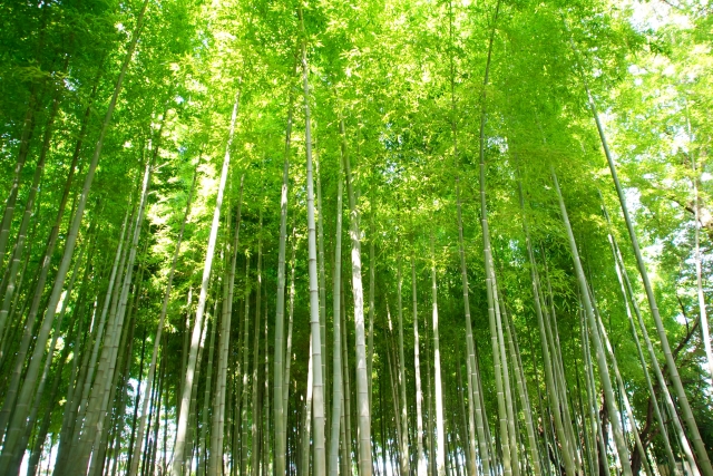 大門竹の子公園