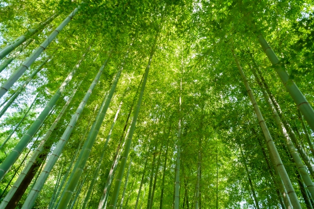 実篤公園の竹林 見上げる角度