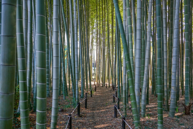 竹山緑地の竹林