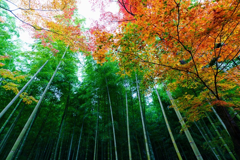 秋の竹林 紅葉との景色